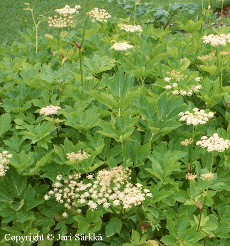 Ligusticum scothicum, merirantaputki